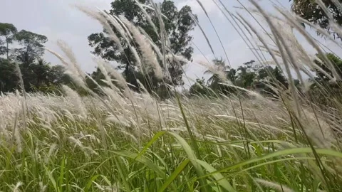 Grass move blowen by wind Stock Footage 306440181