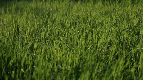Grass moved by weak wind on a sunny day Stock Footage 94650582