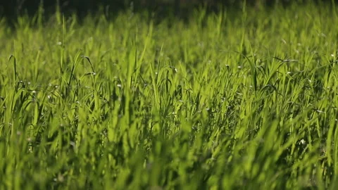 Grass moved by weak wind on a sunny day Stock Footage 94650588