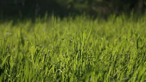 Grass moved by weak wind on a sunny day Stock Footage 94650617