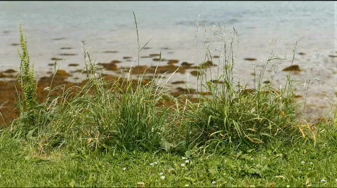 Grass moved by wind Stock Footage 748682