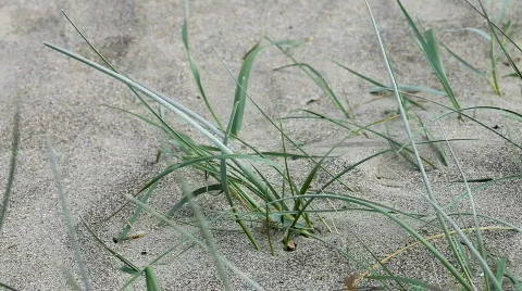 Grass moved by wind Stock Footage 751408