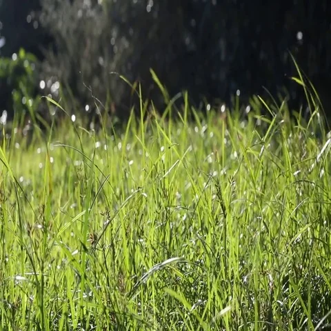 Grass moved by wind Stock Footage 69513494