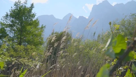 Grass Moved By the Wind Stock-Footage 112445921