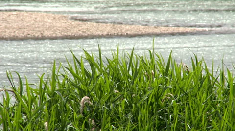 Grass moved by the wind in front of river and sediment river island Stock Footage 38703776