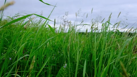 Grass Movement on the Field in Slow Motion. Video stock 133084456