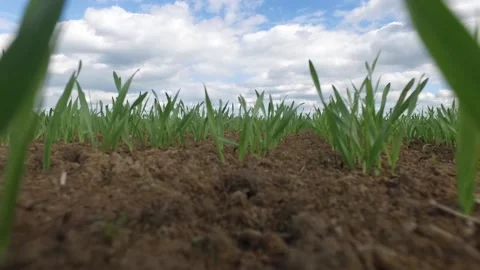 The grass moves and grows out of the ground Stock Footage 159515823