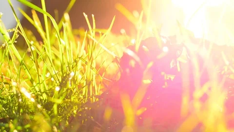 Grass moves in gentle wind. Backlight. Stock Footage 81054885