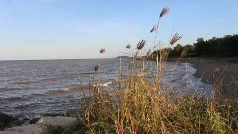 The grass moves in the wind at the edge of the  sea and the beach behind Stock Footage 260918842