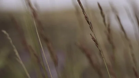 Grass moves in the wind evening time Stock Footage 77244507