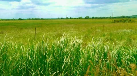Grass moves in wind Stock Footage 11146568