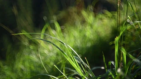 Grass moves in the wind in the mountains in the evening Stock-Footage 219418757
