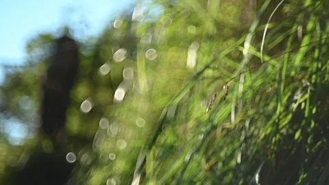 Grass moves in the wind in the mountains (slow motion, bokeh) Stock-Footage 219400504