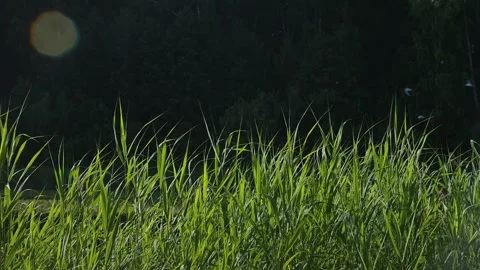 Grass moves in the wind in a natural location. Sunlight streams down, Vídeo Stock 344669774