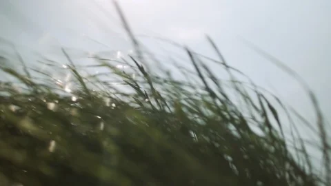 Grass moves in a windy day in slow motion Video stock 95272575