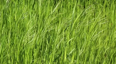 Grass moving in breeze Stock Footage 50177267
