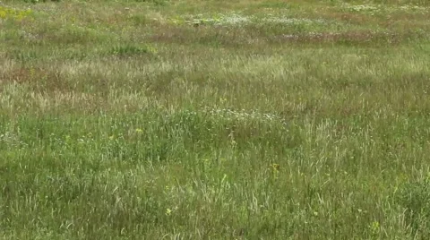 Grass moving in breeze Stock Footage 50177376