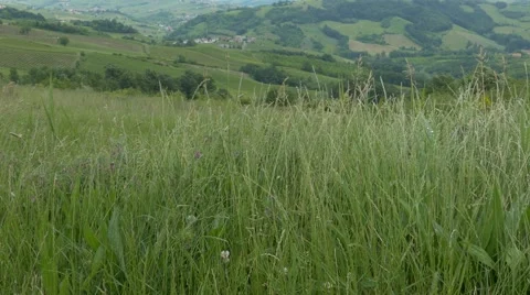 Grass moving in the breeze. Stock-Footage 50527064