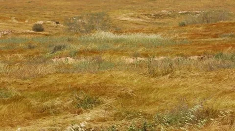 Grass moving in desert Stock Footage 55596063