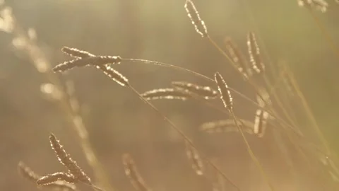 Grass moving gently in the evening sun Video stock 167734944