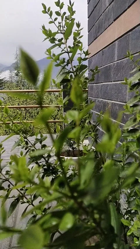 Grass moving mountain view Video stock 238742757