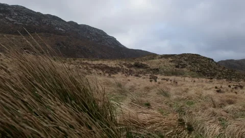Grass moving in slow motion in Connemara National Park Video stock 135640433