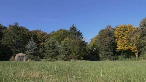 The grass is moving under a pale wind on a field near the forest in a summer Video stock 168327577
