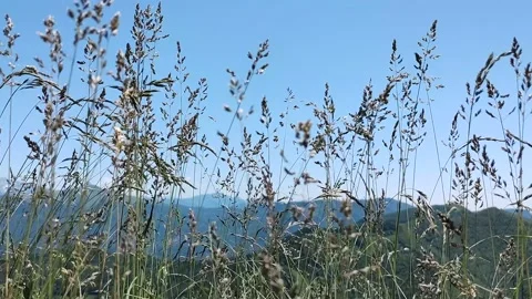 Grass moving in the wind in an alpine prairie Stock Footage 155638185