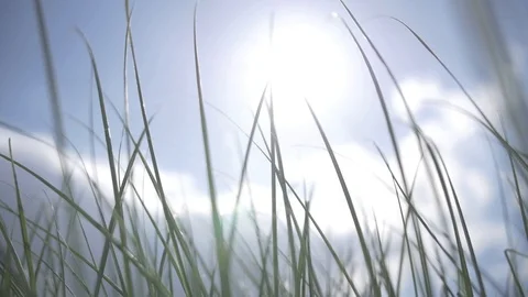 Grass Moving in the Wind and Sunshine Stock Footage