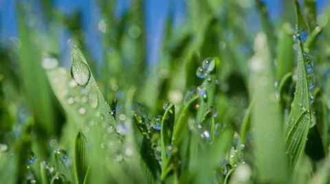 Grass Moving In The Wind Close Up Stock Footage 37238508