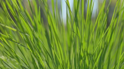 Grass moving in the wind. Close up Stock Footage 74433873