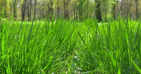 Grass moving in the wind. Close up Stock Footage 106901239