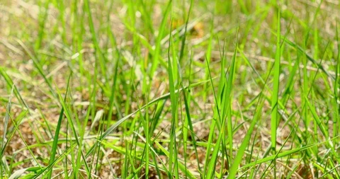 Grass moving in the wind. Close up Stock Footage 128222406