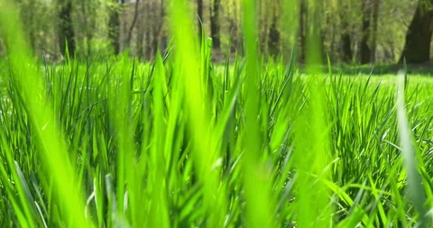 Grass moving in the wind. Close up. Panning Stock Footage 106812674