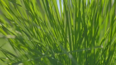 Grass moving in the wind. Close up. Vertical panning Video stock 74433743