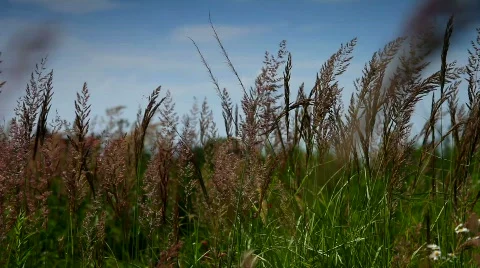 Grass moving on the wind Stockbeeldmateriaal 458421