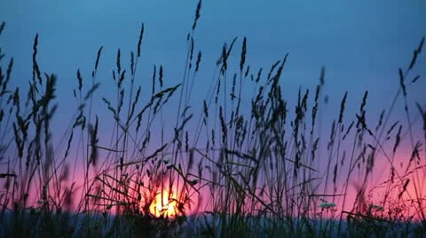 Grass moving in the wind Stock Footage 11096584