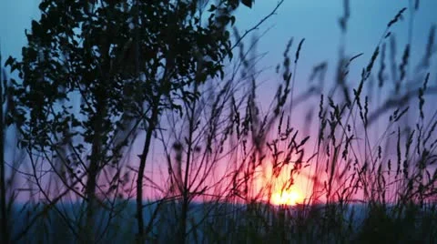 Grass moving in the wind Stock Footage 11096586