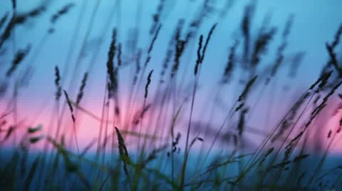 Grass moving in the wind Stock Footage 11096842
