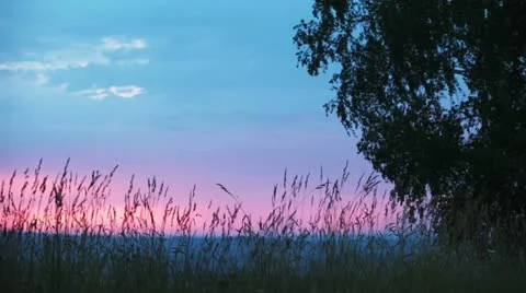 Grass moving in the wind Stock Footage 11096847