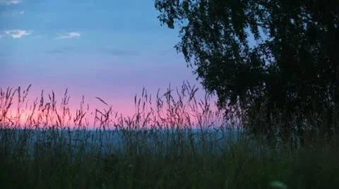 Grass moving in the wind Stock Footage 11234813