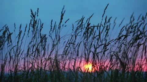 Grass moving in the wind Stock Footage 11234815