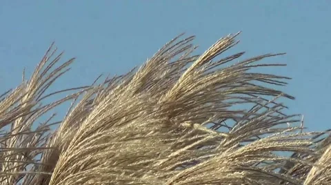 Grass moving in the wind Stock Footage 44572492