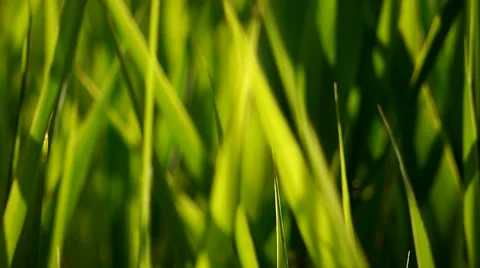 Grass moving in the wind 動画素材 48078051