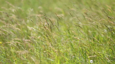 Grass moving on wind Stock Footage 58670882
