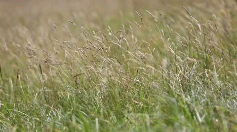 Grass moving on wind Video stock 58670915