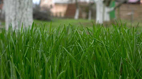 Grass moving by the wind Stock Footage 62547403