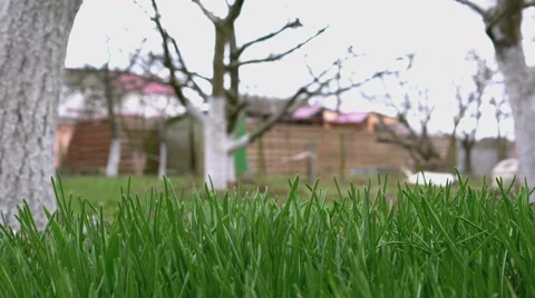 Grass moving by the wind Video stock 62547560