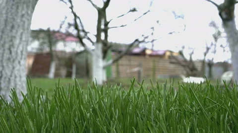 Grass moving by the wind Stock Footage 63072637