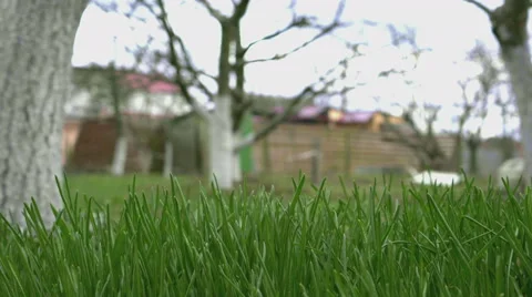 Grass moving by the wind Stock Footage 63876491